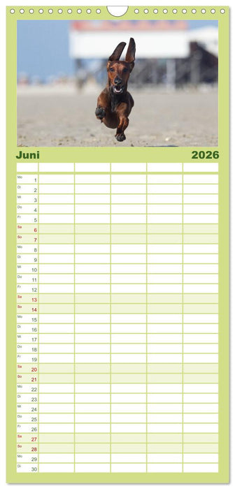 DACKEL... wissen was sie wollen... (und was nicht...) (CALVENDO Familienplaner 2026)