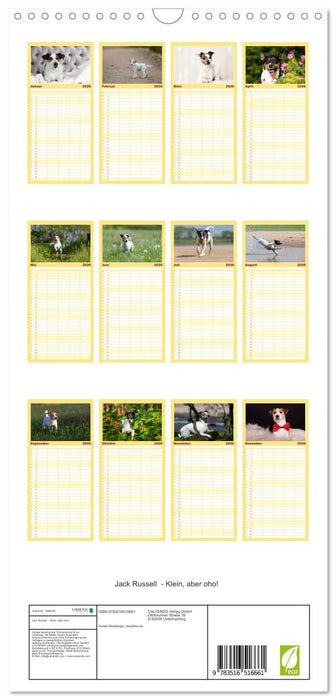 Jack Russell - Klein, aber oho! (CALVENDO Familienplaner 2026)