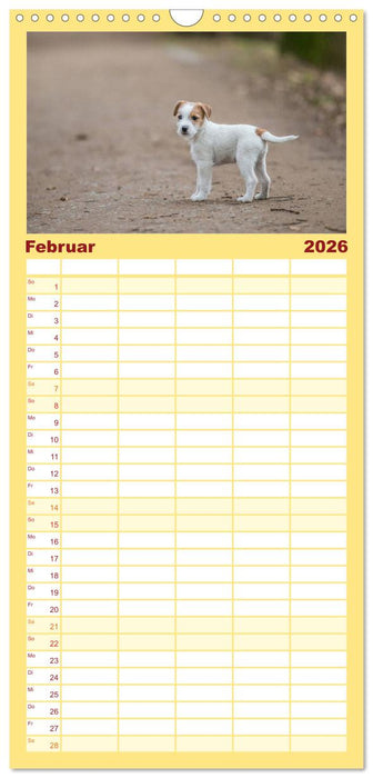 Jack Russell - Klein, aber oho! (CALVENDO Familienplaner 2026)