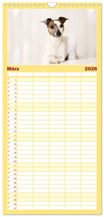 Jack Russell - Klein, aber oho! (CALVENDO Familienplaner 2026)