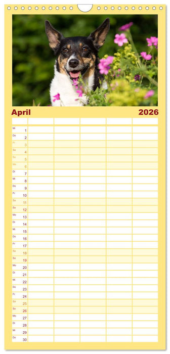 Jack Russell - Klein, aber oho! (CALVENDO Familienplaner 2026)