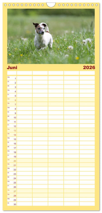 Jack Russell - Klein, aber oho! (CALVENDO Familienplaner 2026)