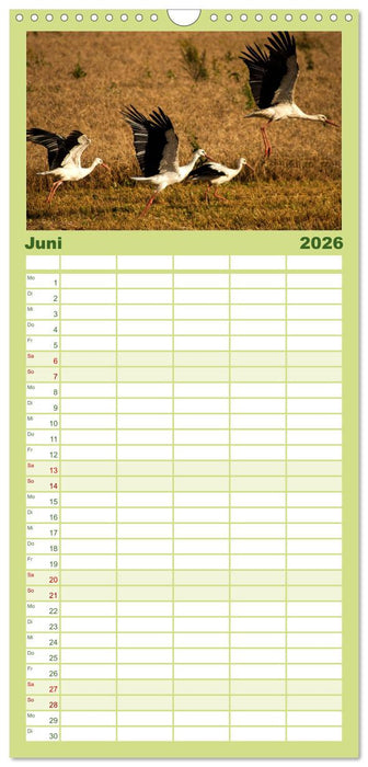 Lettland - Streifzüge durch das mittlere Baltikum (CALVENDO Familienplaner 2026)