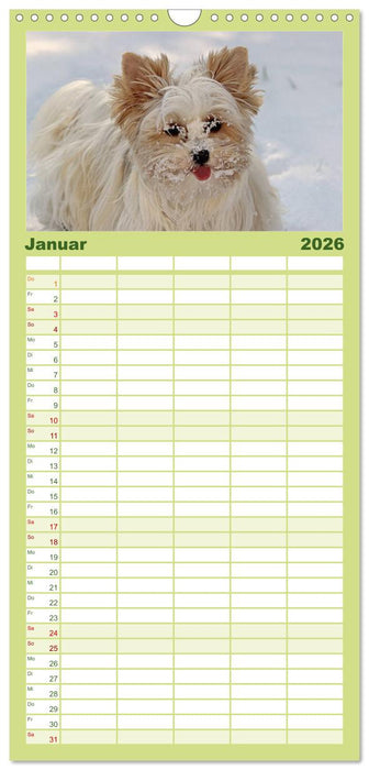 Mit dem Yorki durch das Jahr (CALVENDO Familienplaner 2026)