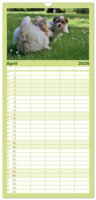 Mit dem Yorki durch das Jahr (CALVENDO Familienplaner 2026)