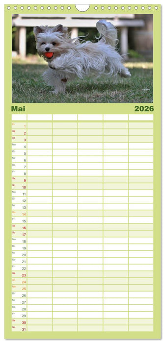 Mit dem Yorki durch das Jahr (CALVENDO Familienplaner 2026)