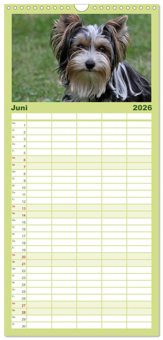 Mit dem Yorki durch das Jahr (CALVENDO Familienplaner 2026)