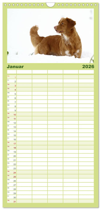 Nova Scotia Duck Tolling Retriever (CALVENDO Familienplaner 2026)