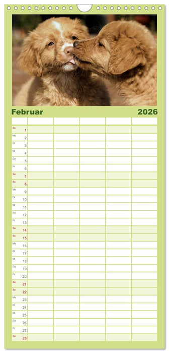 Nova Scotia Duck Tolling Retriever (CALVENDO Familienplaner 2026)