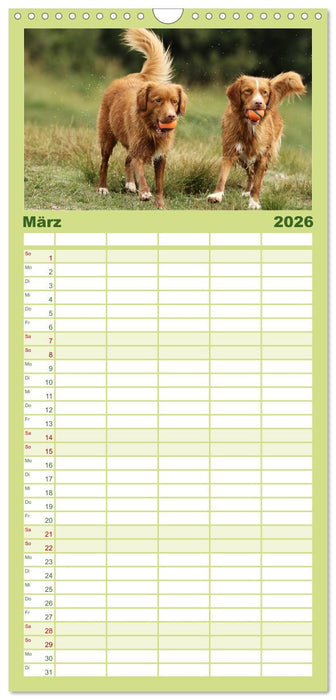 Nova Scotia Duck Tolling Retriever (CALVENDO Familienplaner 2026)