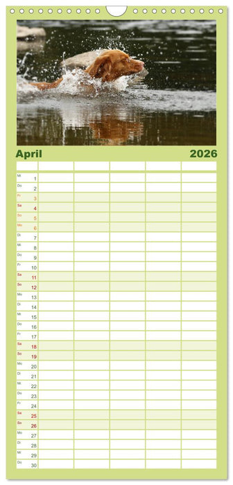 Nova Scotia Duck Tolling Retriever (CALVENDO Familienplaner 2026)