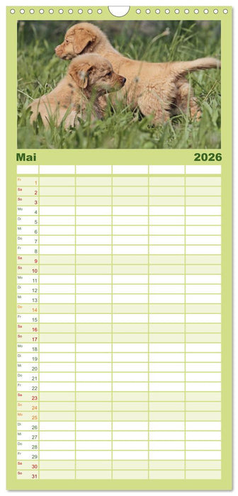 Nova Scotia Duck Tolling Retriever (CALVENDO Familienplaner 2026)