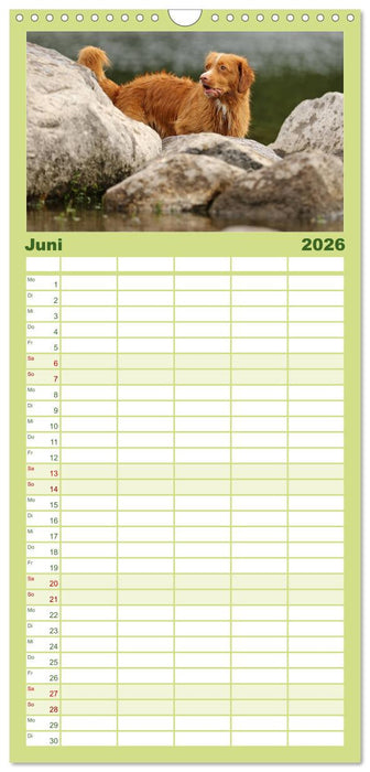 Nova Scotia Duck Tolling Retriever (CALVENDO Familienplaner 2026)