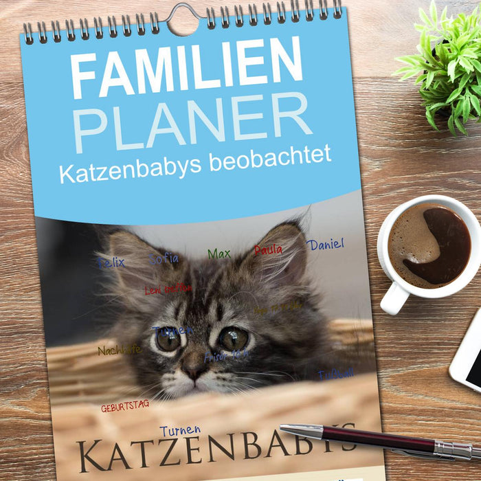 Katzenbabys beobachtet (CALVENDO Familienplaner 2026)