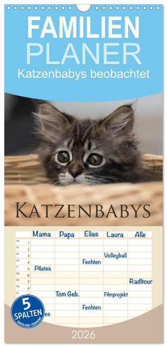 Katzenbabys beobachtet (CALVENDO Familienplaner 2026)