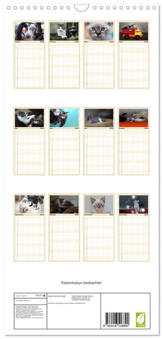 Katzenbabys beobachtet (CALVENDO Familienplaner 2026)