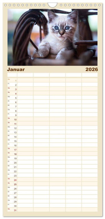 Katzenbabys beobachtet (CALVENDO Familienplaner 2026)