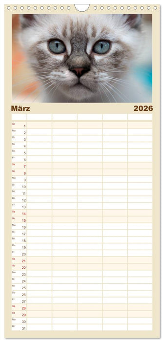 Katzenbabys beobachtet (CALVENDO Familienplaner 2026)