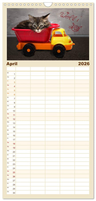 Katzenbabys beobachtet (CALVENDO Familienplaner 2026)