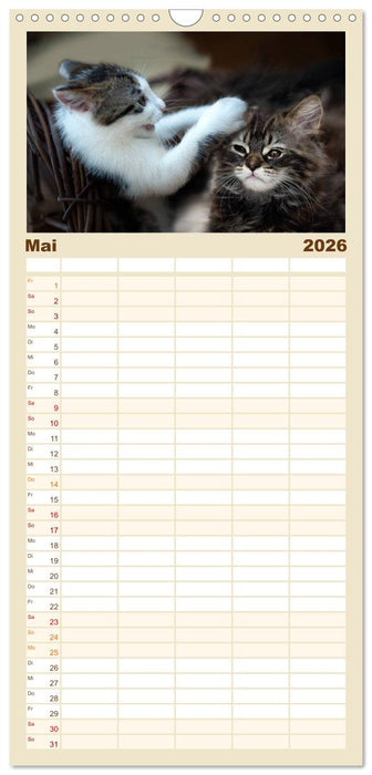 Katzenbabys beobachtet (CALVENDO Familienplaner 2026)