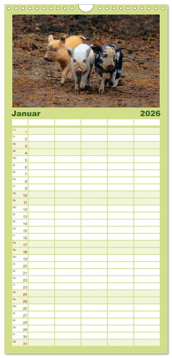 Muh, Mäh, Miau & Co (CALVENDO Familienplaner 2026)