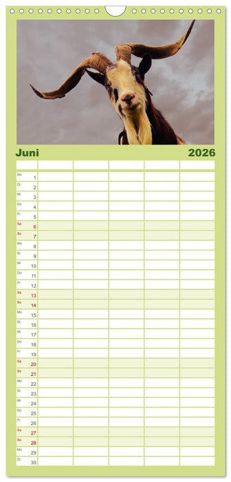 Muh, Mäh, Miau & Co (CALVENDO Familienplaner 2026)
