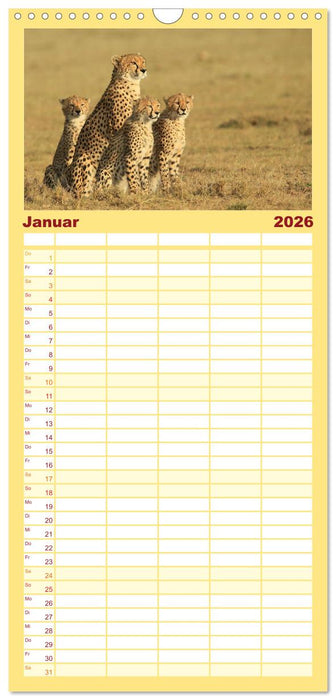 Geparden - Begegnungen in Afrika (CALVENDO Familienplaner 2026)