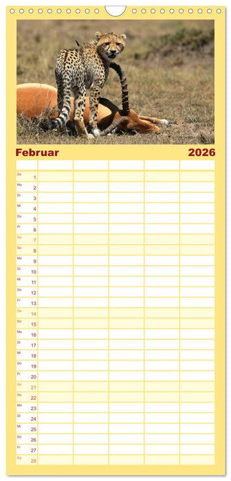 Geparden - Begegnungen in Afrika (CALVENDO Familienplaner 2026)