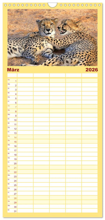 Geparden - Begegnungen in Afrika (CALVENDO Familienplaner 2026)