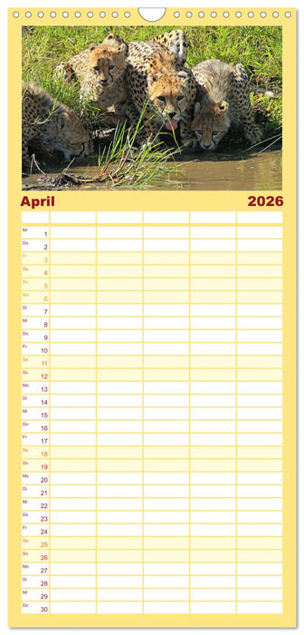 Geparden - Begegnungen in Afrika (CALVENDO Familienplaner 2026)