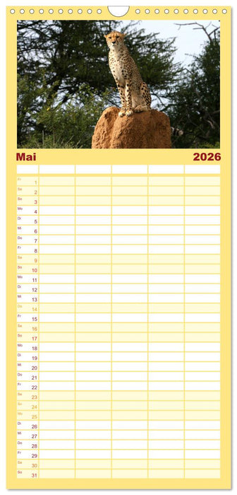 Geparden - Begegnungen in Afrika (CALVENDO Familienplaner 2026)