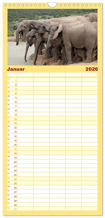 Elefanten in Afrika (CALVENDO Familienplaner 2026)