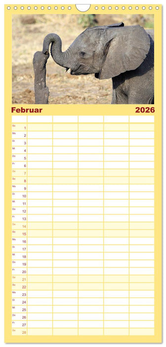 Elefanten in Afrika (CALVENDO Familienplaner 2026)