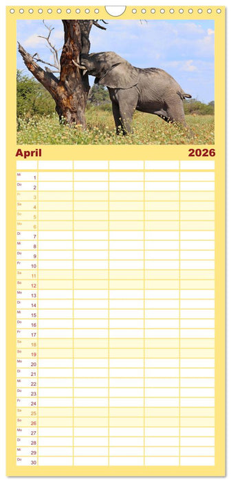 Elefanten in Afrika (CALVENDO Familienplaner 2026)