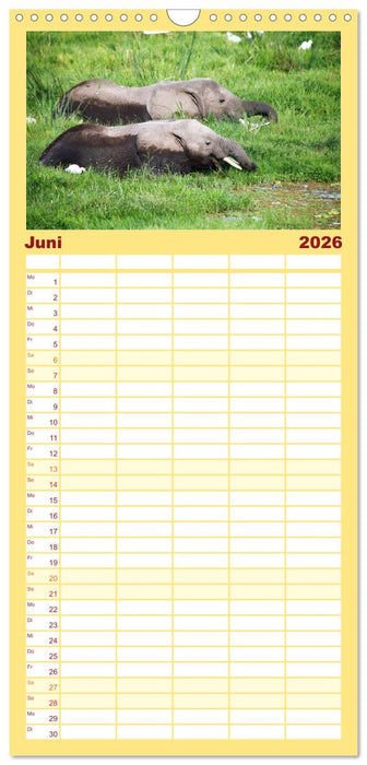 Elefanten in Afrika (CALVENDO Familienplaner 2026)