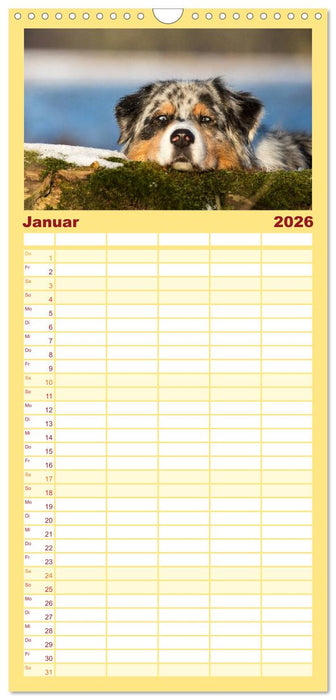Australian Shepherd (CALVENDO Familienplaner 2026)