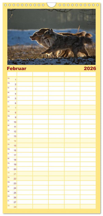 Australian Shepherd (CALVENDO Familienplaner 2026)
