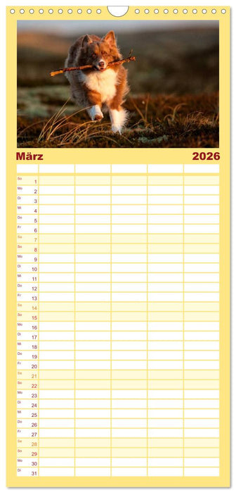 Australian Shepherd (CALVENDO Familienplaner 2026)