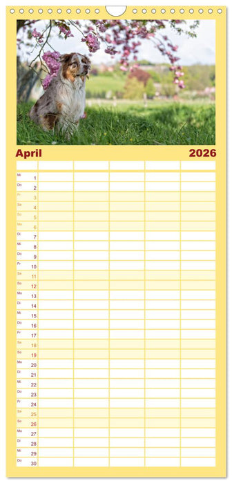 Australian Shepherd (CALVENDO Familienplaner 2026)