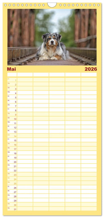 Australian Shepherd (CALVENDO Familienplaner 2026)