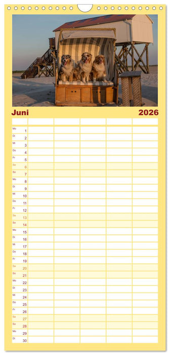 Australian Shepherd (CALVENDO Familienplaner 2026)