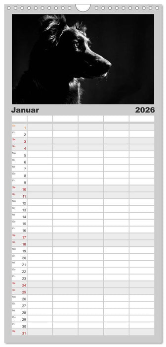 Hundeportraits Fine Art (CALVENDO Familienplaner 2026)