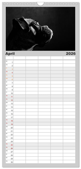 Hundeportraits Fine Art (CALVENDO Familienplaner 2026)