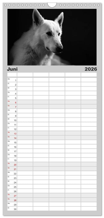 Hundeportraits Fine Art (CALVENDO Familienplaner 2026)