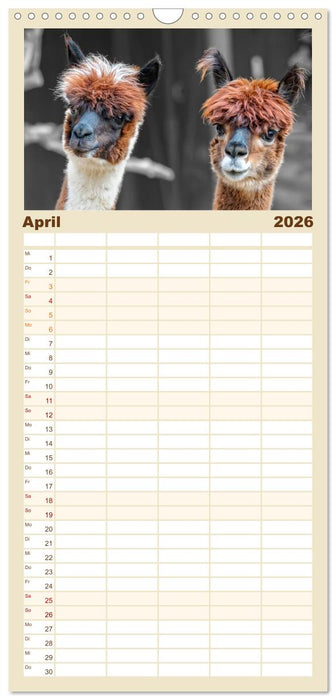 Alpaka Gesichter (CALVENDO Familienplaner 2026)
