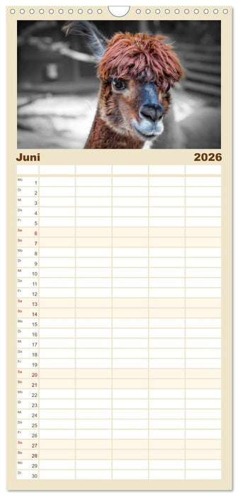 Alpaka Gesichter (CALVENDO Familienplaner 2026)