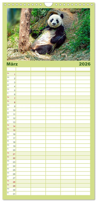 Niedlicher Panda (CALVENDO Familienplaner 2026)