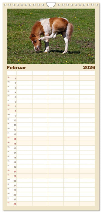 Pferde und Ponys im Paradies (CALVENDO Familienplaner 2026)