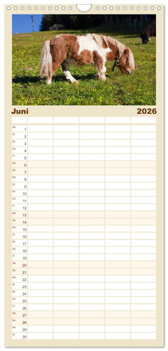 Pferde und Ponys im Paradies (CALVENDO Familienplaner 2026)