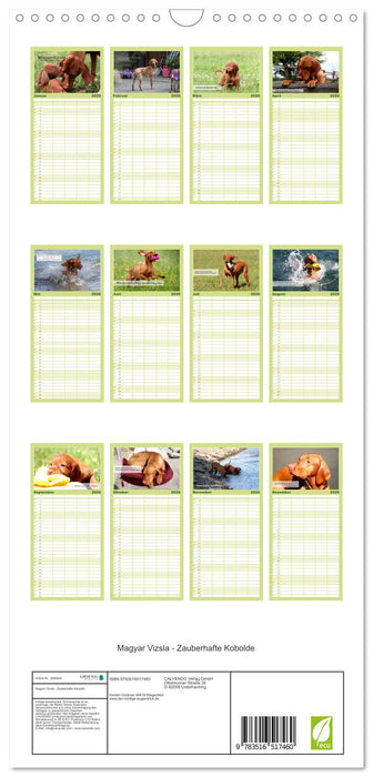 Magyar Vizsla - Zauberhafte Kobolde (CALVENDO Familienplaner 2026)